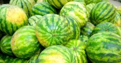 Skvelý trik na zistenie, ktorý melón bude po rozkrojení chutný. Musí spĺňať tieto znaky