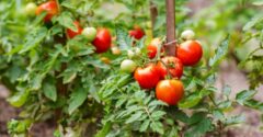 Skúsený záhradkár prezradil recept na najlepšie hnojivo pre paradajky. Vaša peňaženka vám poďakuje