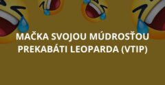 Mačka svojou múdrosťou prekabáti leoparda (Vtip)